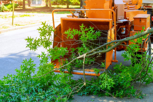 Best Hedge Trimming  in USA